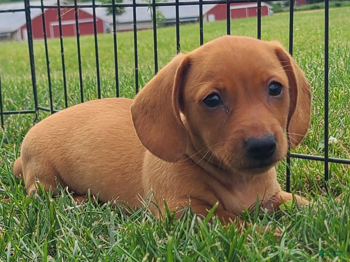 Miniature Dachshund dogs Ishmael - Ad 1
