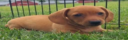 Miniature Dachshund dogs for sale: Ishmael - Ad 1