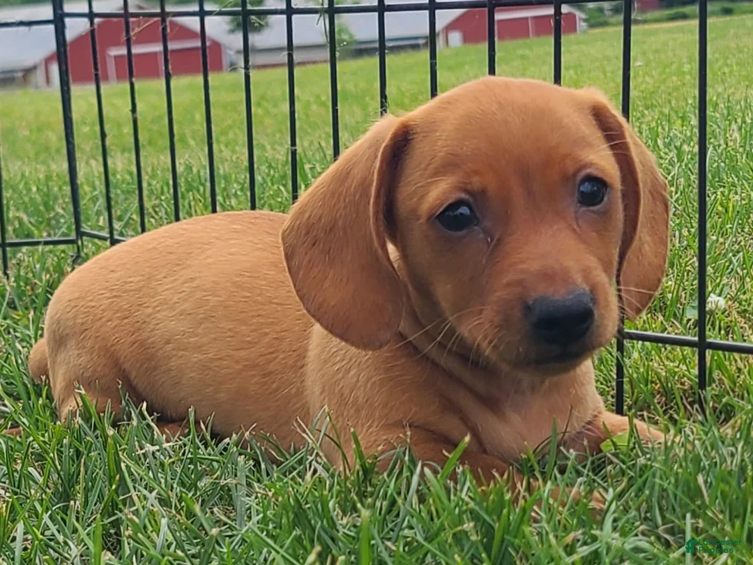 Miniature Dachshund dogs for sale: Ishmael - Ad 1