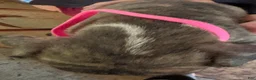 Mixed Breed dogs for sale: Lightning  - Ad 2