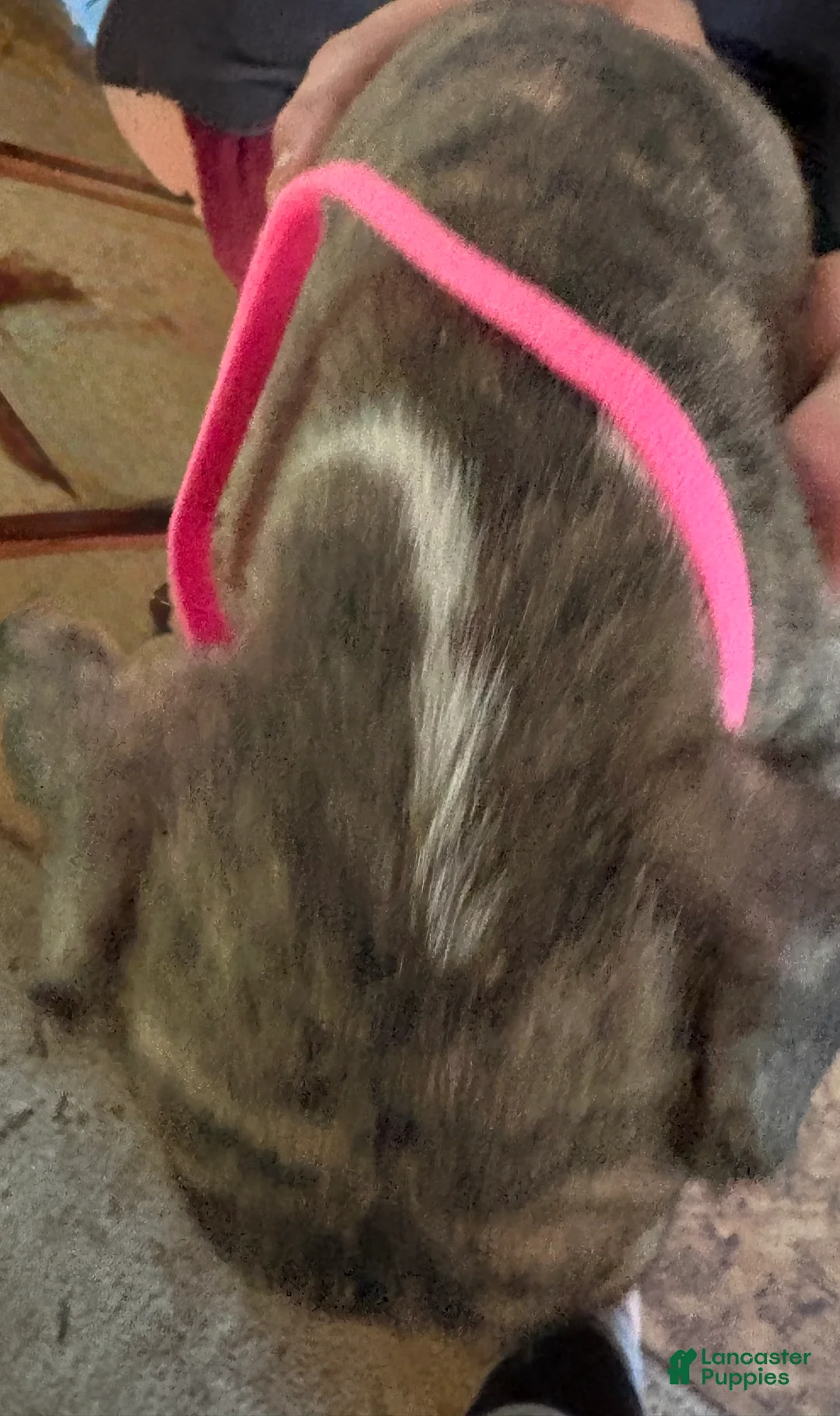 Mixed Breed dogs for sale: Lightning  - Ad 2