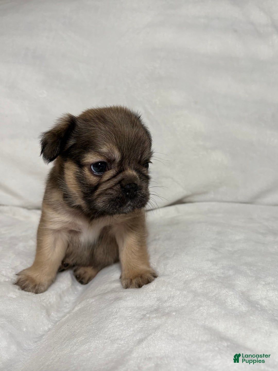 French Bulldog dogs for sale: Adira - Ad 5