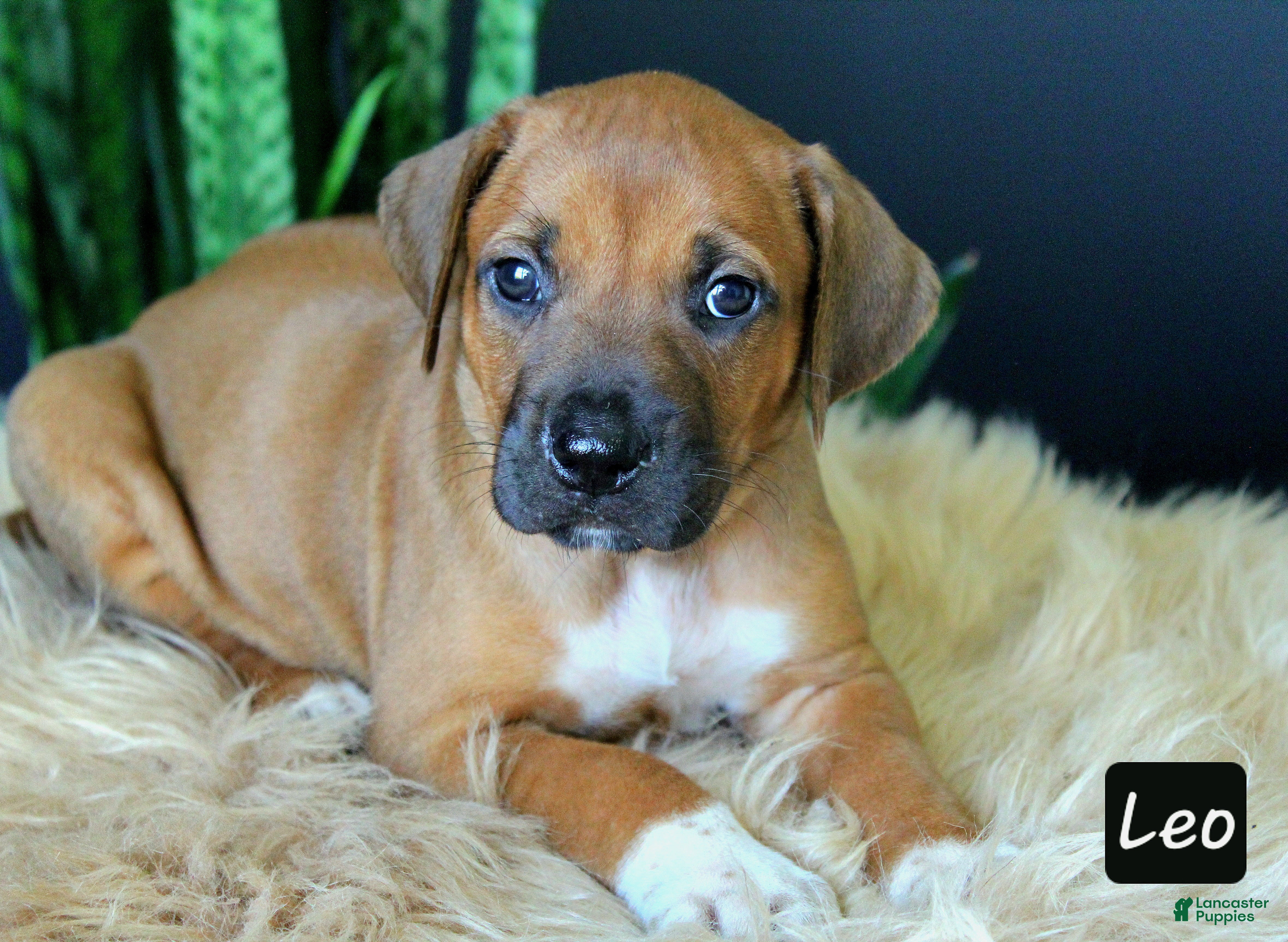 Rhodesian Ridgeback dogs Leo - Ad 1