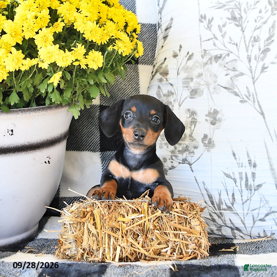 Miniature Dachshund dogs Peaches - Ad 2