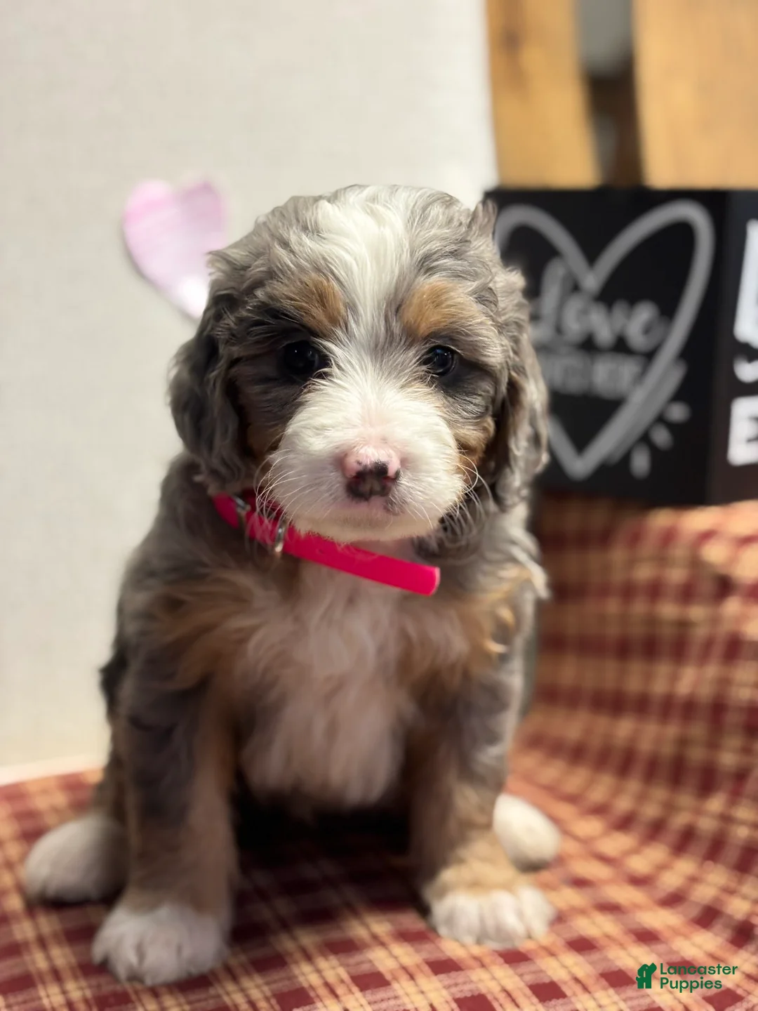 Mini Bernedoodle dogs for sale: Chloe Mini Bernedoodle Puppy 2 - Ad 7