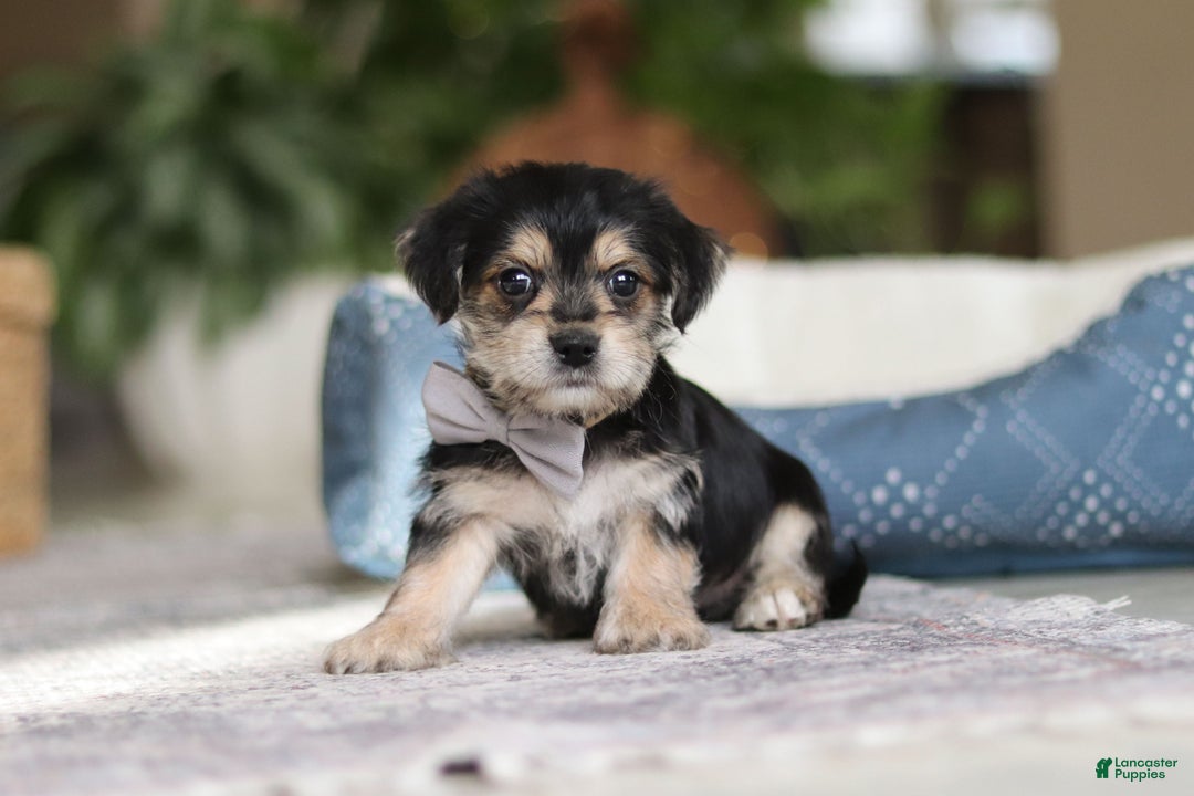 Morkie dogs for sale: Kai - Ad 9