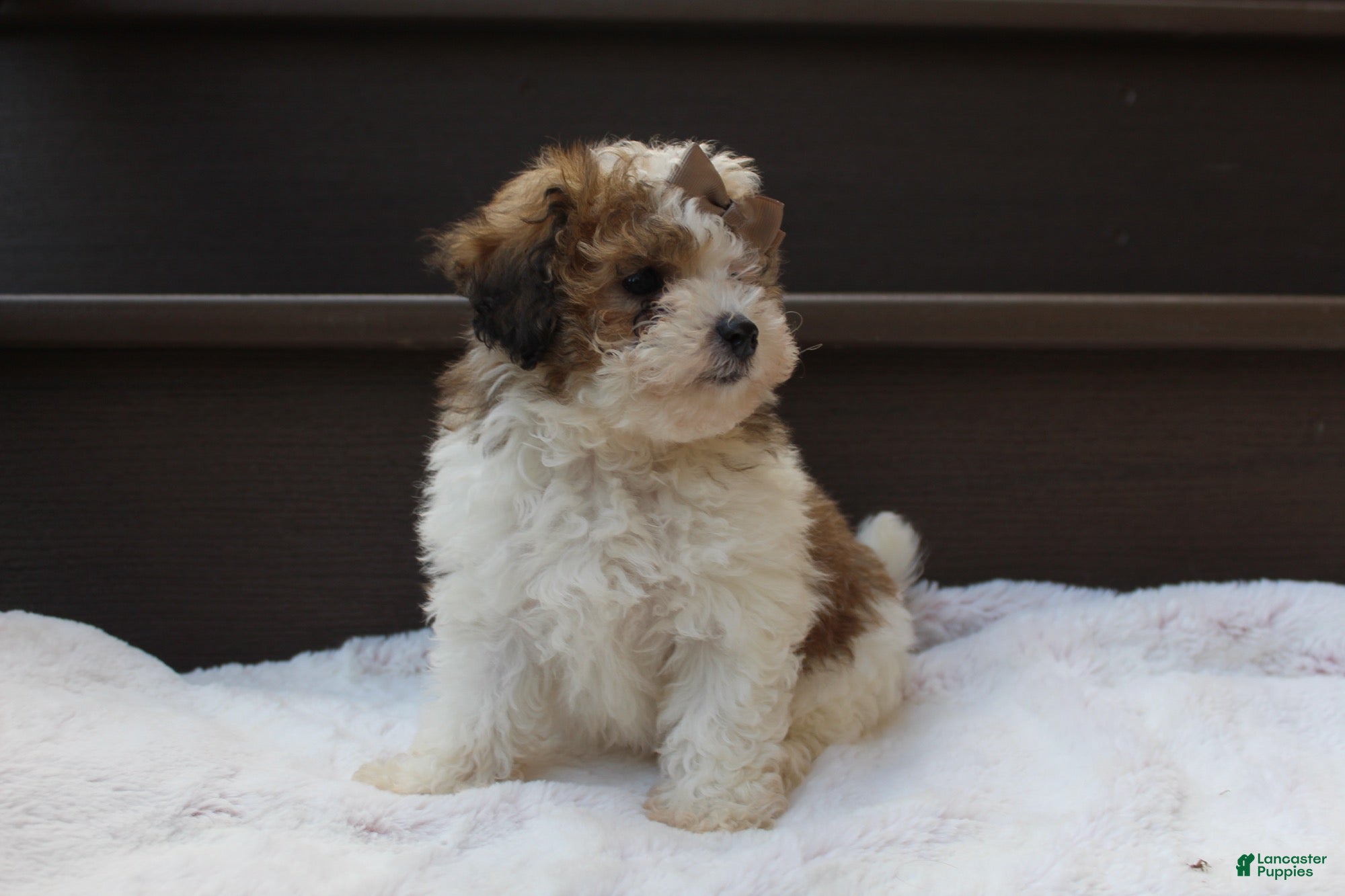 Miniature Poodle dogs Hallie - Ad 1