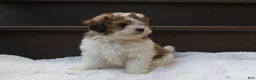 Miniature Poodle dogs for sale: Hallie - Ad 1