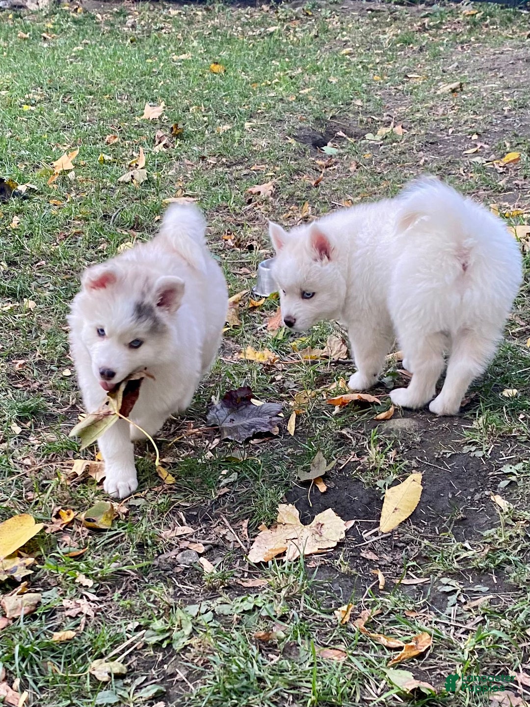 Pomsky dogs for sale: CJ “Caramel Jr” - Ad 11