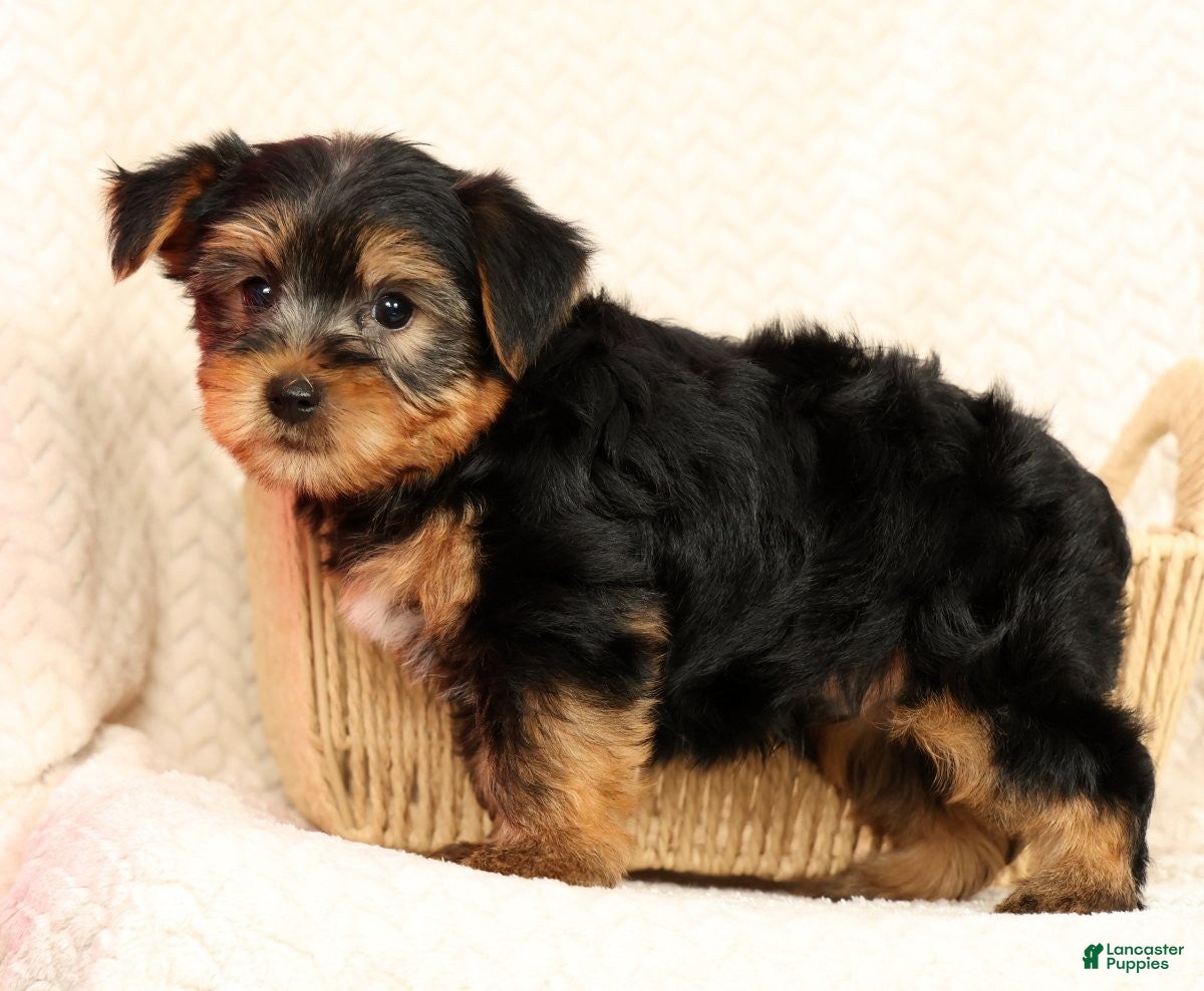 Yorkshire Terrier dogs Leo - Ad 2