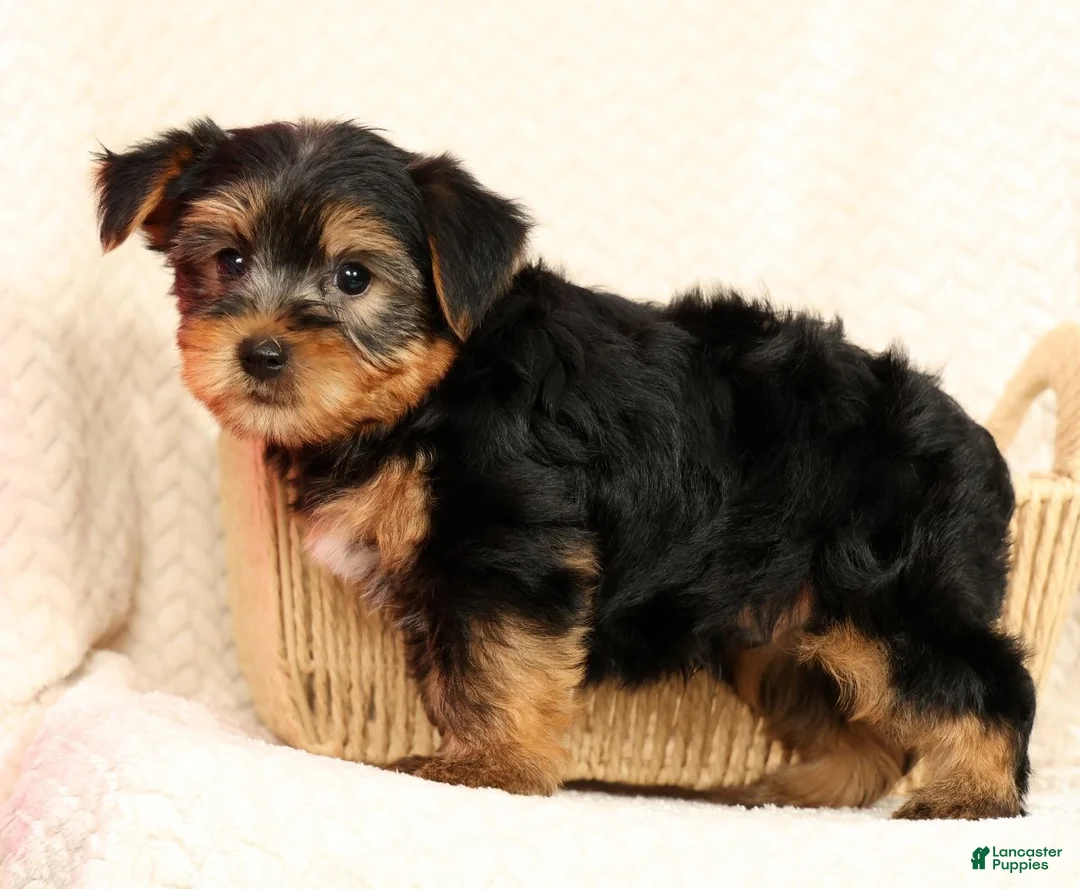 Yorkshire Terrier dogs for sale: Leo - Ad 2