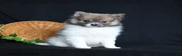 Pomeranian dogs for sale: Flower - Ad 3