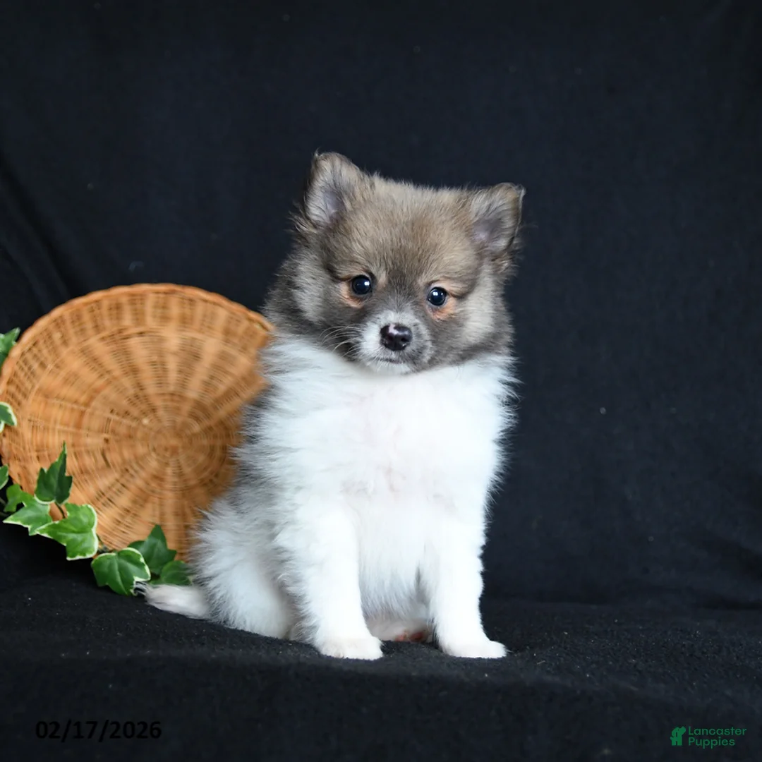 Pomeranian dogs for sale: Flower - Ad 3