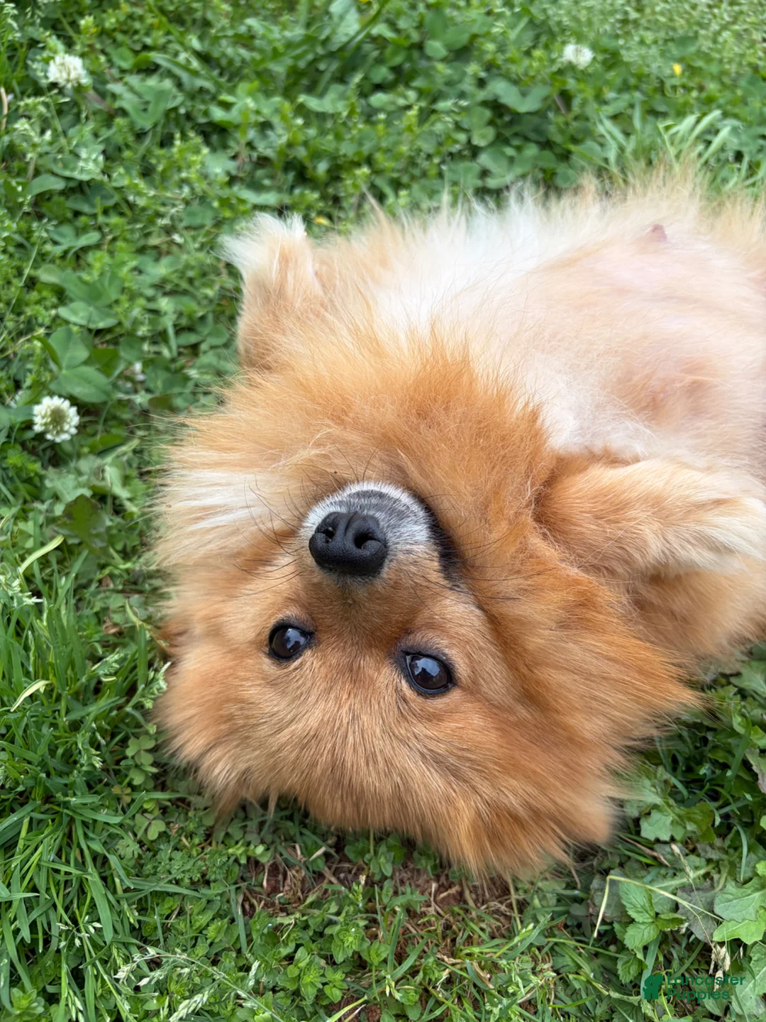 Pomeranian dogs for sale: Pomeranian Puppy 3  - Ad 3