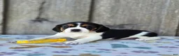 Beaglier dogs for sale: Sunny - Ad 4