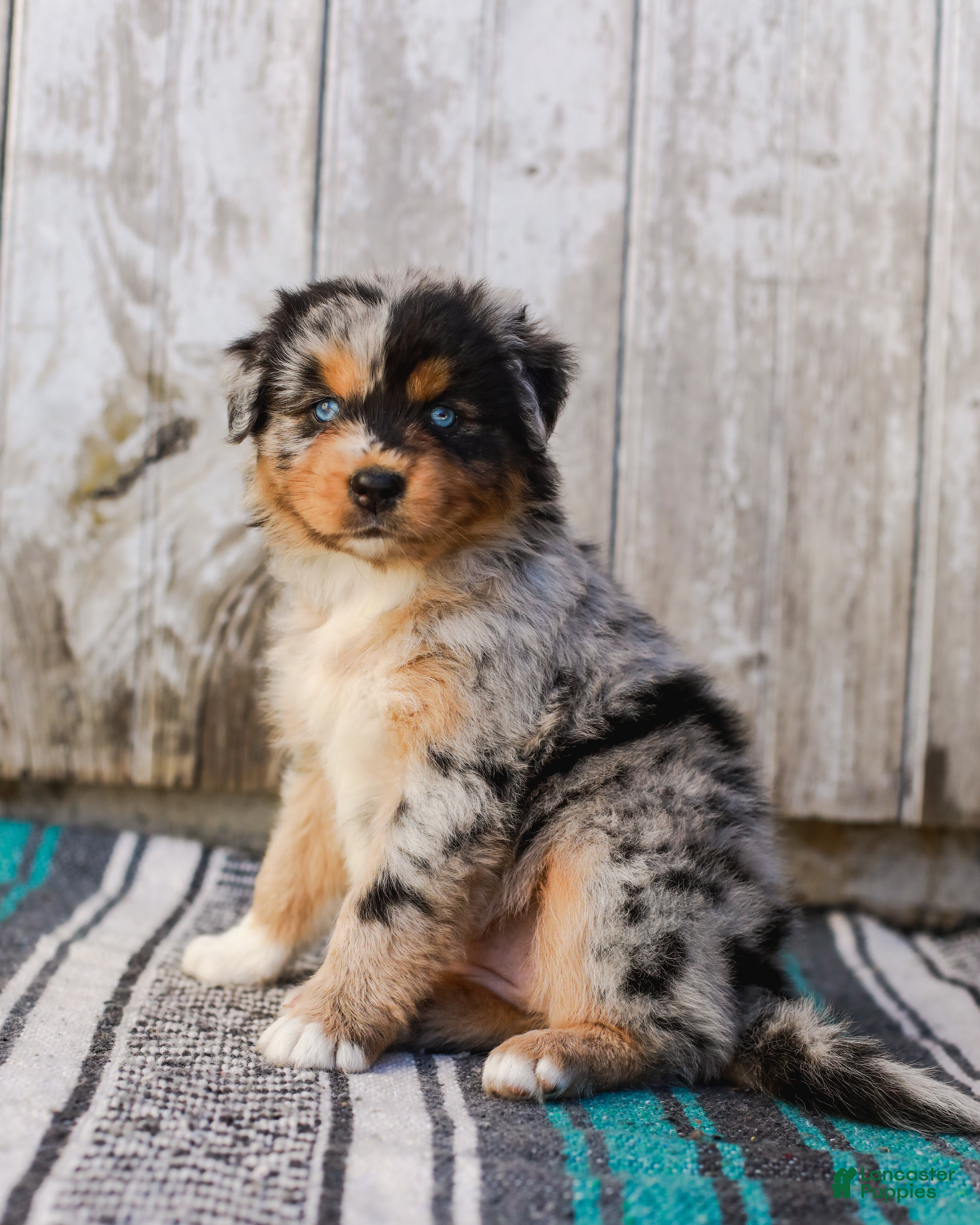 Australian Shepherd dogs Kisha - Ad 1