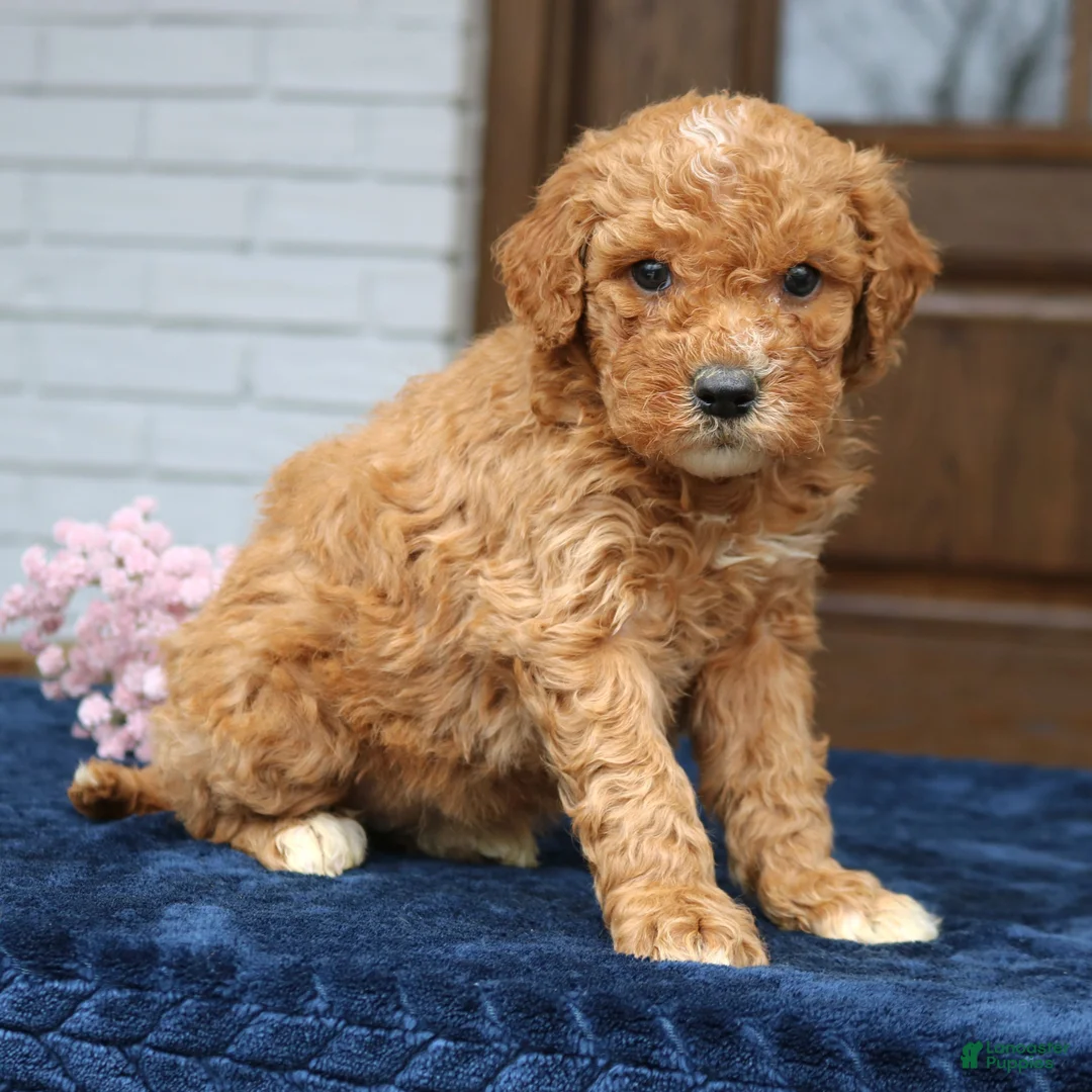 Mini Goldendoodle dogs for sale: Emma  - Ad 1