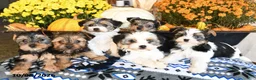 Shorkie dogs for sale: Pickles - Ad 5