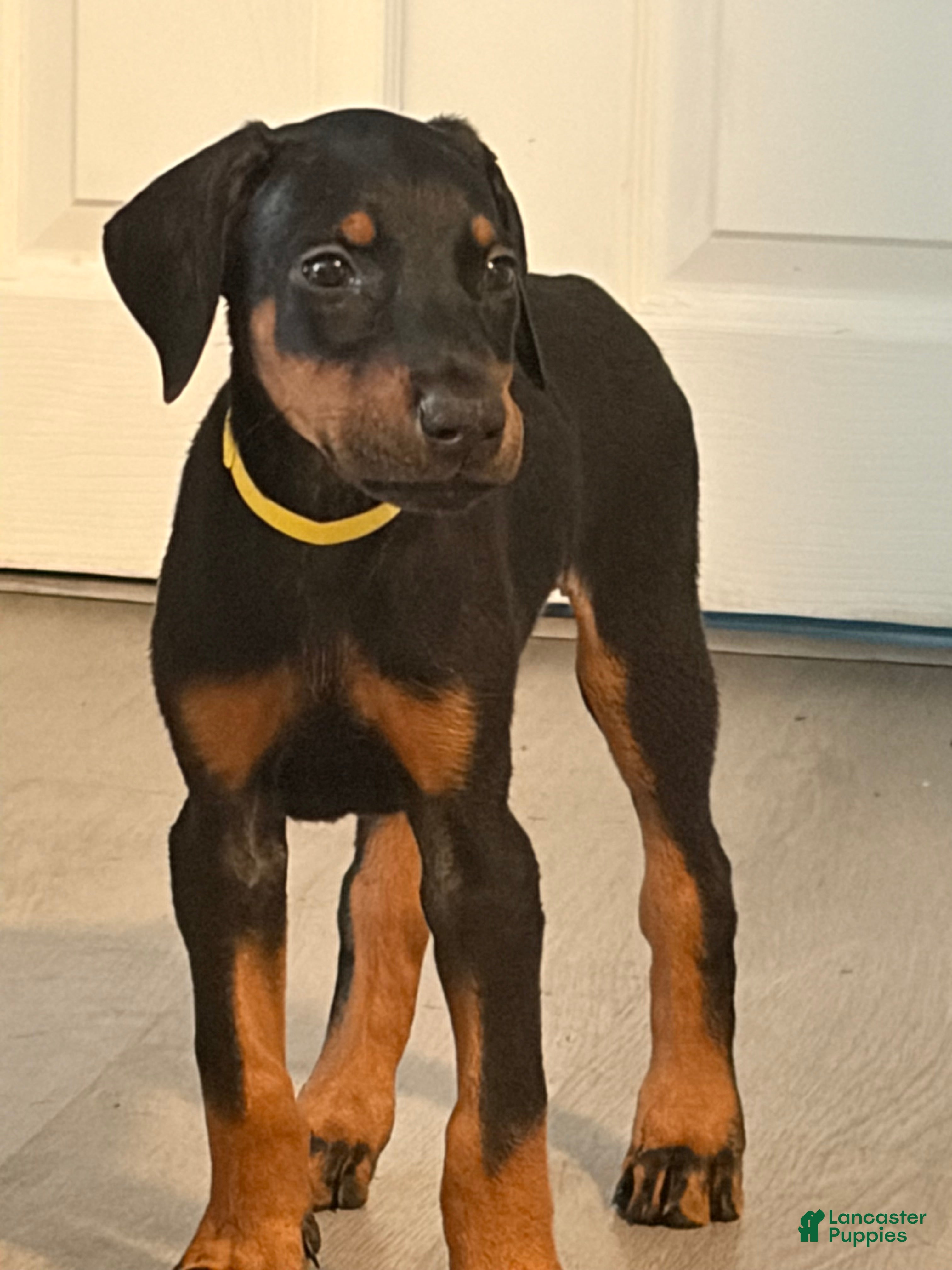 Doberman Pinscher dogs Doberman Pinscher 3 - Ad 1