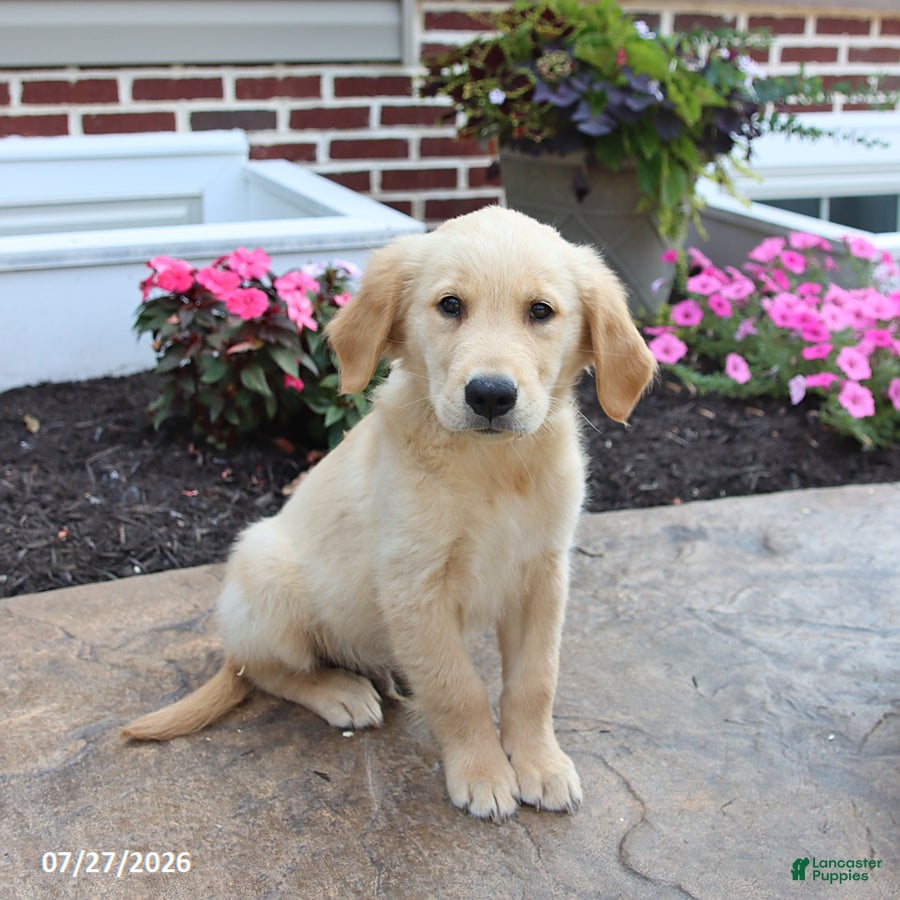 Golden Retriever dogs Miles - Ad 2