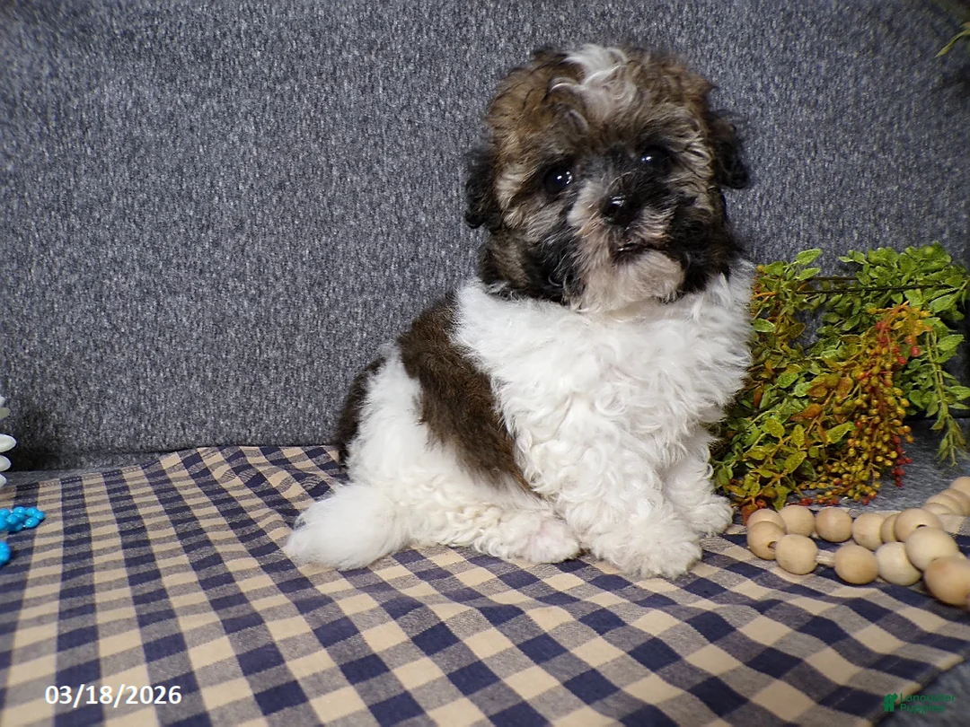 Havanese dogs for sale: Mickey - Ad 6