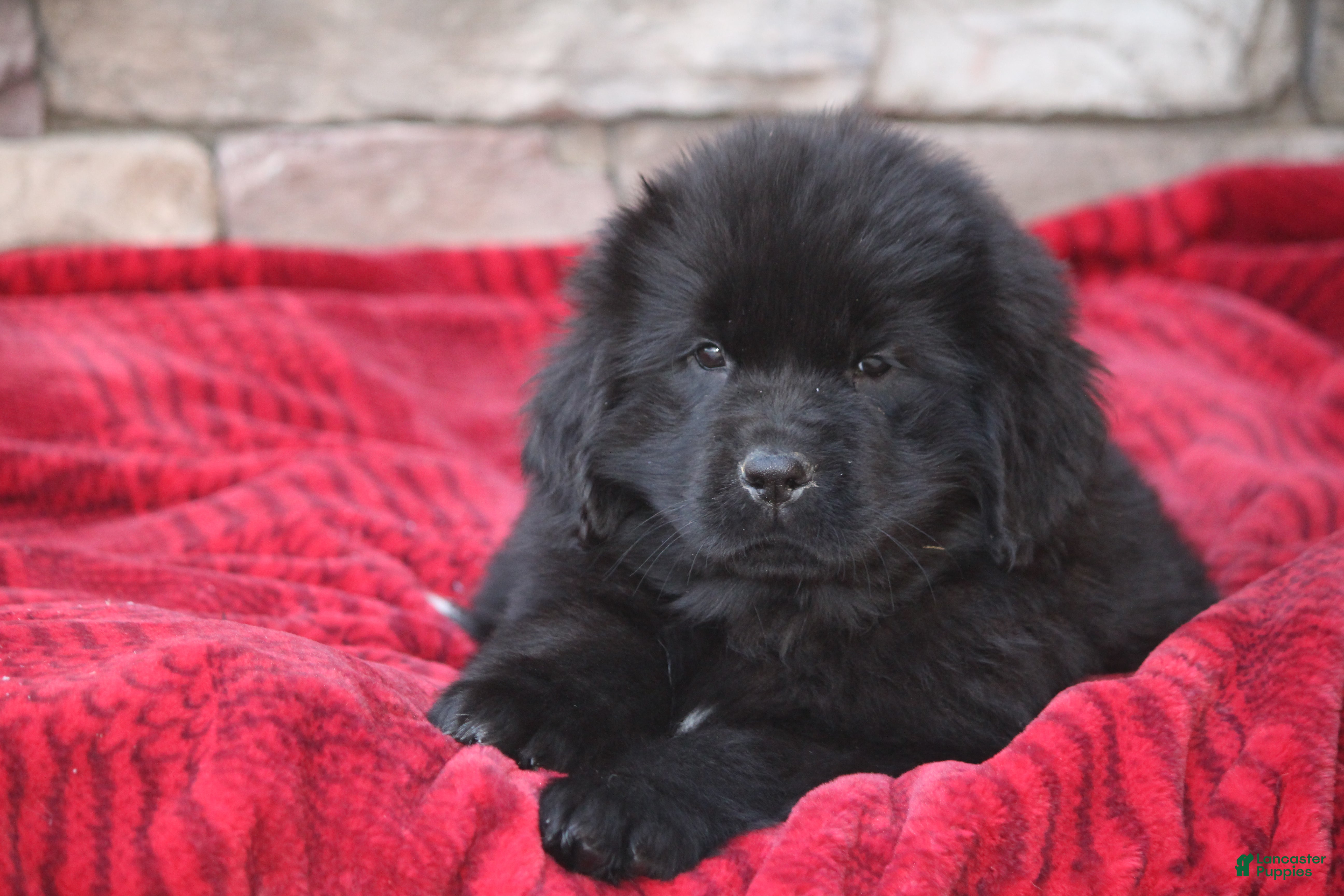 Newfoundland dogs Paris - Ad 19