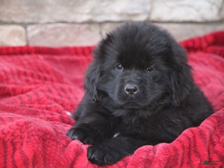 Newfoundland dogs Paris - Ad 7