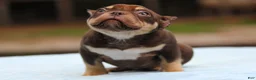 American Bully dogs for sale: Chocolate Tri Male - Ad 3