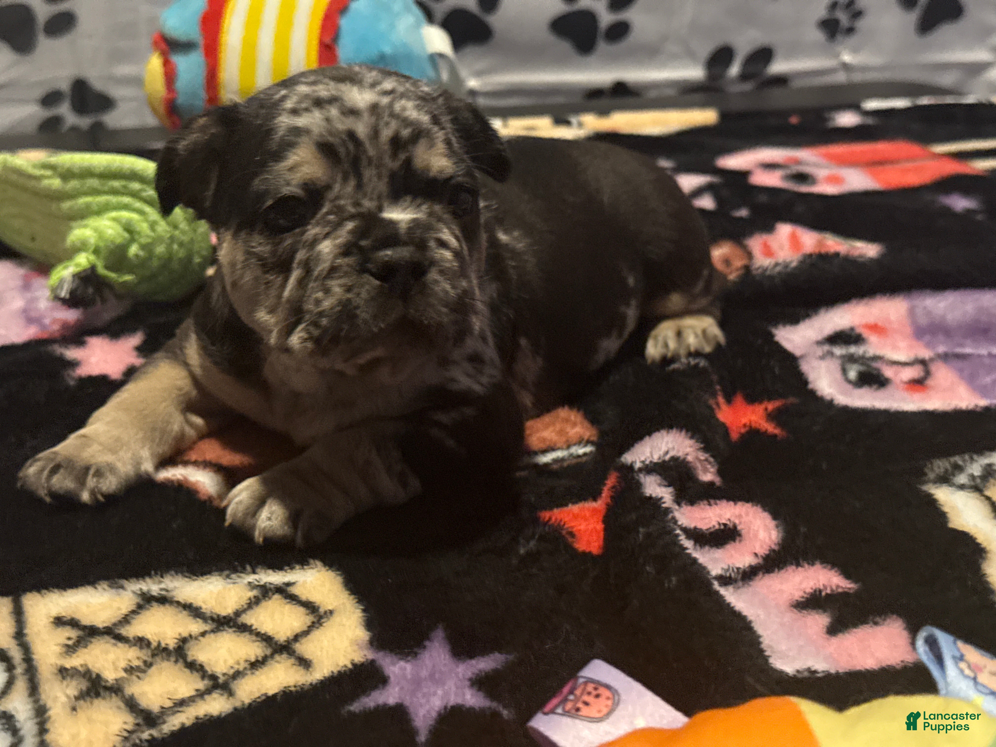 French Bulldog dogs for sale: French Bulldog 1 - Ad 1