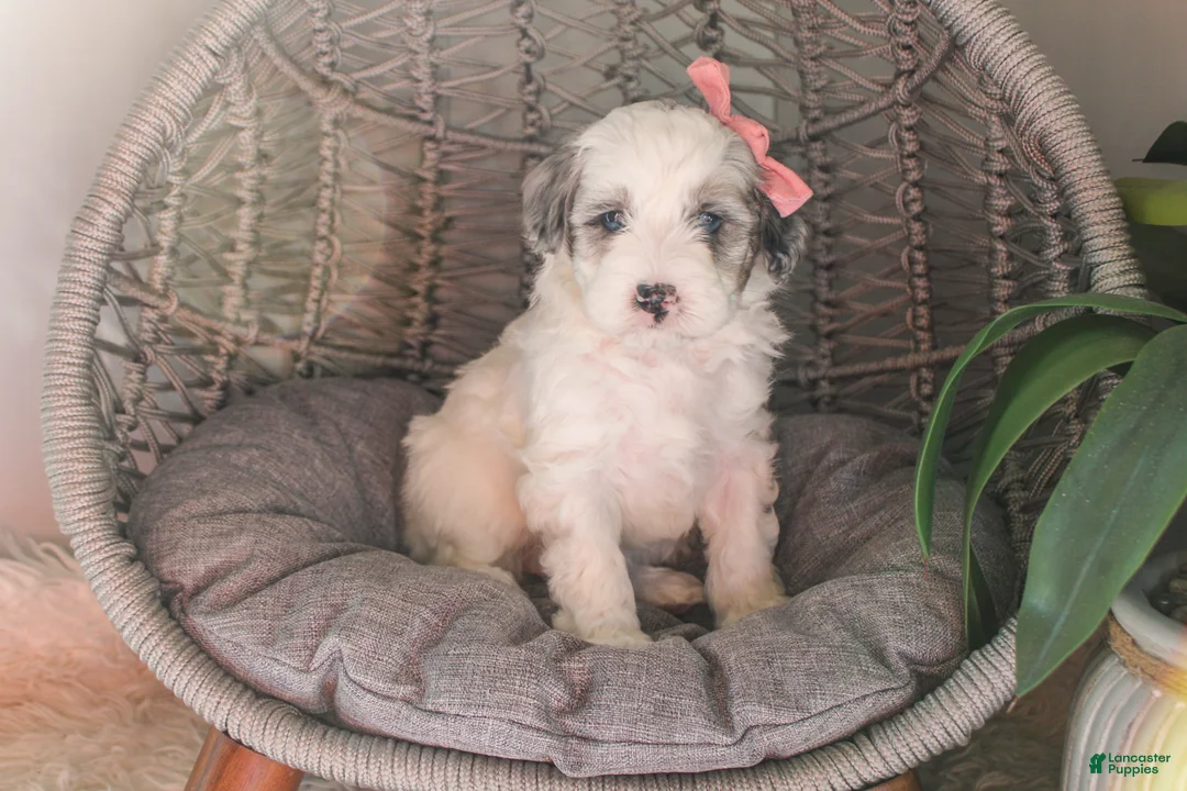Mixed Breed dogs for sale: Colt - Ad 2