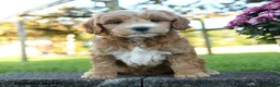 Mini Goldendoodle dogs for sale: Cecily - Ad 5