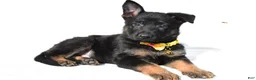 German Shepherd dogs for sale: Luke - Ad 1