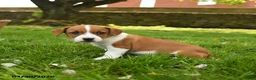 Jack Russell Terrier dogs for sale: Harry - Ad 3