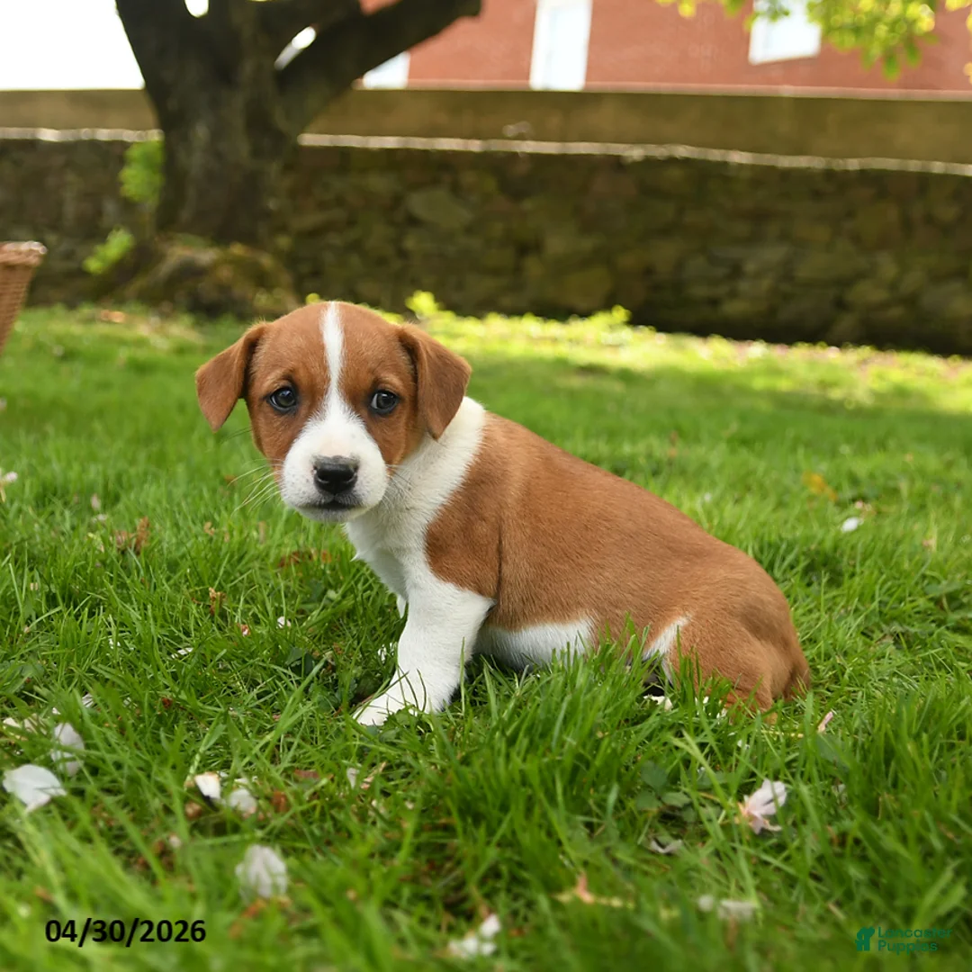 Jack Russell Terrier dogs for sale: Harry - Ad 3