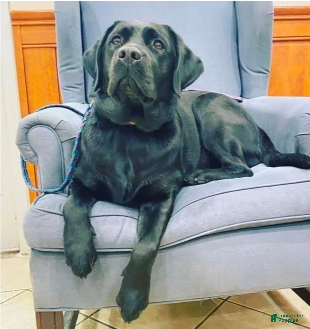 Labrador Retriever dogs for sale: Labrador Retriever 2 - Ad 2