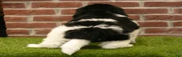 Newfoundland dogs for sale: Mason - Ad 6