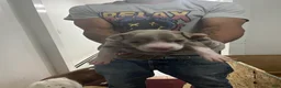 American Pit Bull Terrier dogs for sale: American Pit Bull Terrier 5 - Ad 1