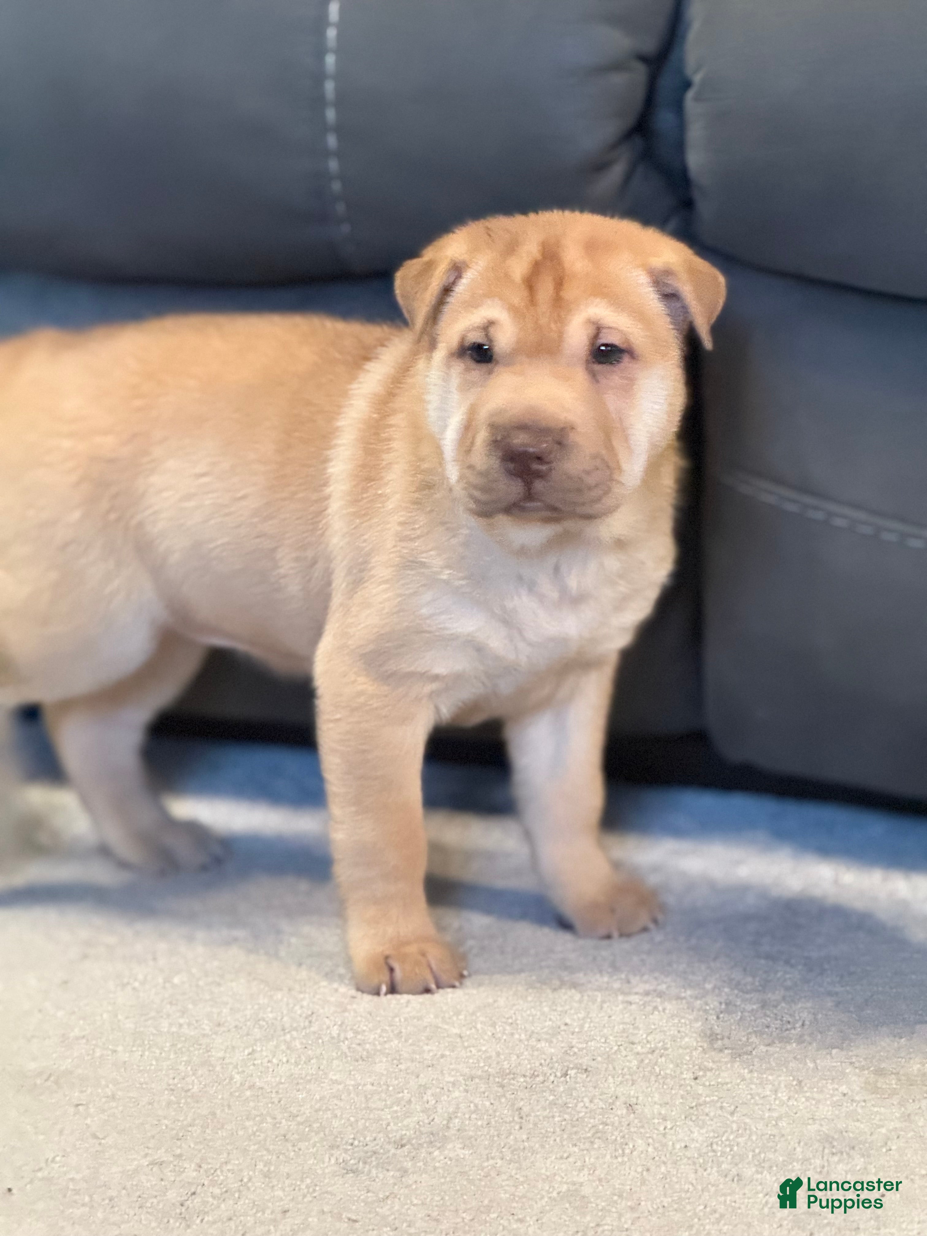 Mixed Breed dogs Fancy - Ad 1