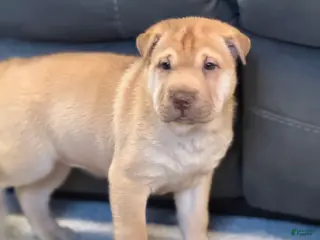 Mixed Breed dogs for sale: Fancy - Ad 1