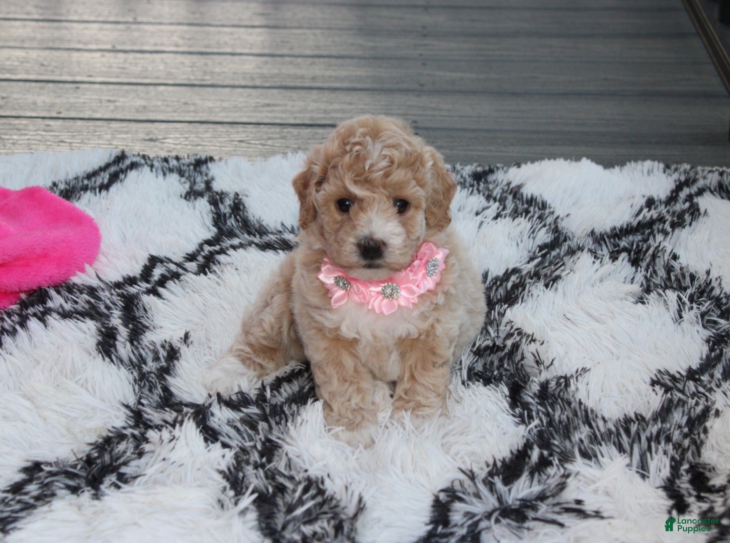 Bichpoo dogs Bichpoo 1Abby - Ad 2