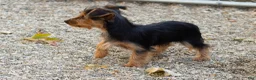 Yorkshire Terrier dogs for sale: Ollie - Ad 6