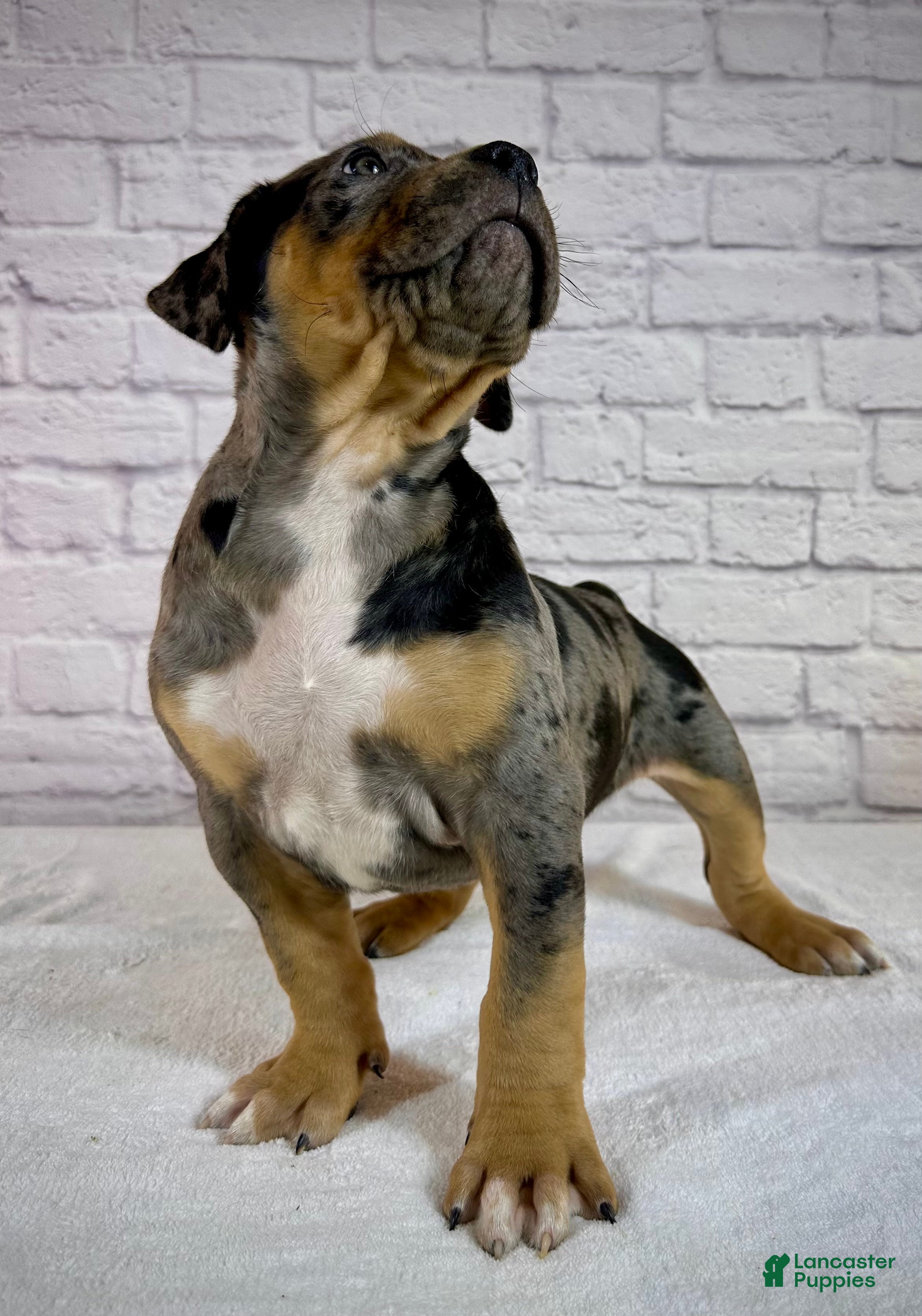 American Bully dogs XL American Bully Puppy Male  - Ad 2