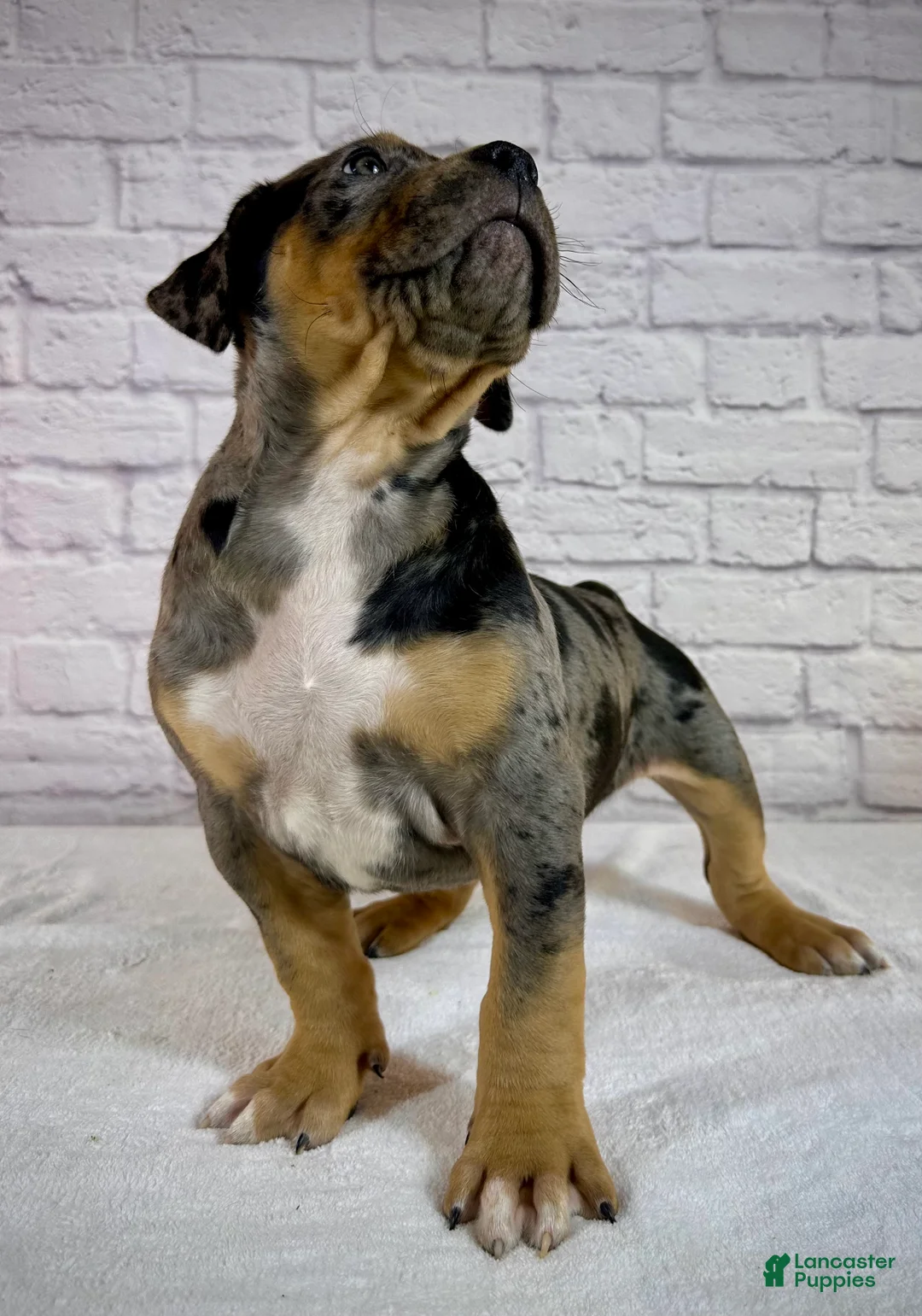 American Bully dogs for sale: XL American Bully Puppy Male  - Ad 2