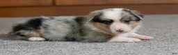 Mixed Breed dogs for sale: Ringo - Ad 7