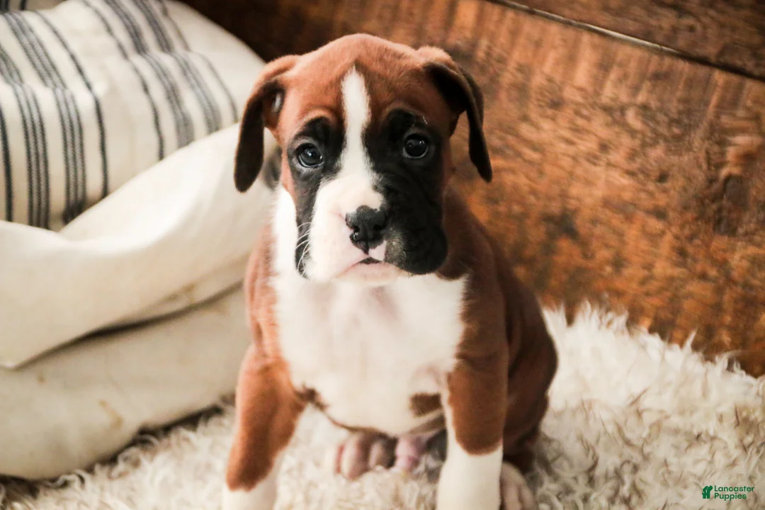 Boxer dogs for sale: Cappuccino - Ad 4