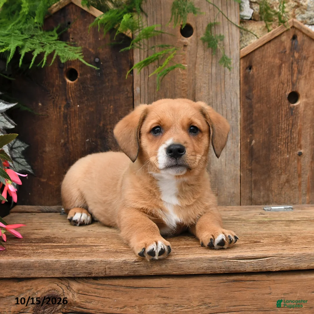 Mixed Breed dogs for sale: Eddie - Ad 2