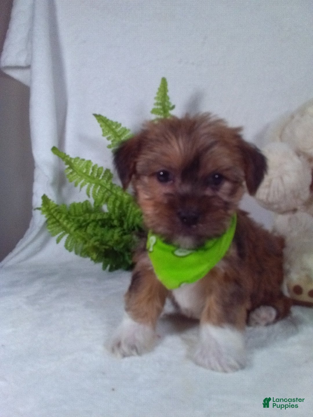 Shorkie dogs for sale: Gizmo - Ad 1