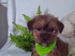 Shorkie dogs Gizmo - Ad 24