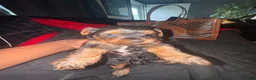 Yorkiepoo dogs for sale: Yorkiepoo 3 - Ad 14