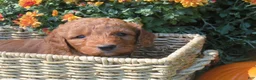 Mini Goldendoodle dogs for sale: Ginger - Ad 2